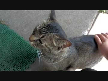 トラさん一家観察日記　340日目