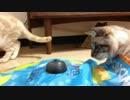 猫におもちゃ買った