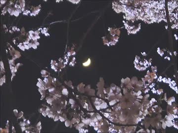 「桜」打ち込んでみた