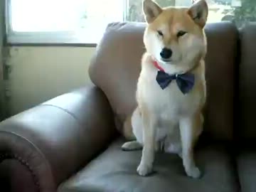 トリックをあばかれた犬