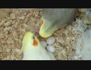 オカメインコの子育て