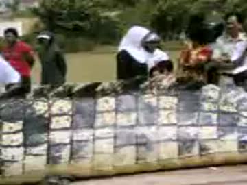 でかすぎるワニ