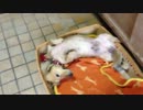 悦に入った犬