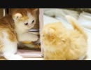 【マンチカン３兄妹】やっぱり箱が好き