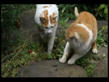野良猫の弱弱し過ぎる威嚇