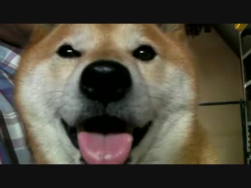 柴犬ジロー　2013年5月