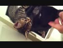 ティッシュボックスと仔猫