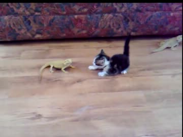 背後のトカゲにビックリする猫