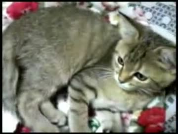 子猫の毛繕い