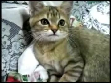 子猫のご機嫌を損ねてみた