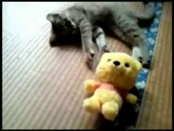 子猫vs熊