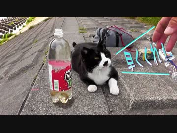 「もっと釣れね～のかよ」と猫は本音を胸に閉まって嘆息します。