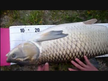 【ニコニコ巨大魚釣りダービー】藻煮たさん！やりました！！