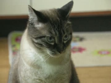 ジャンくんの家猫生活１年５ヶ月　寡黙なぬこ