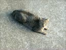 野良猫たんの赤ちゃんを目撃してみた