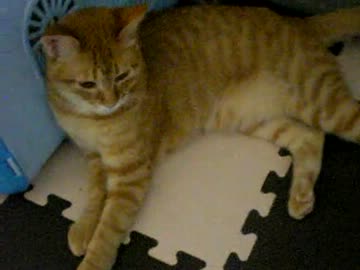 拾いねこ＠生後312/279　アコツキ可愛いしか浮かばなくて題名思いつかない