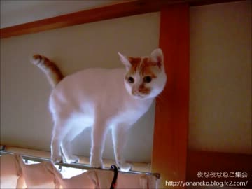 【夜な夜な猫集会】小茶郎がカーテンレールの上から語りかけてきました