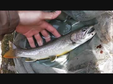 【アウトドア】渓流でイワナを釣ってみよう！