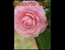 【雨涙43】弱虫モンブラン【歌いなおしてしまいました】