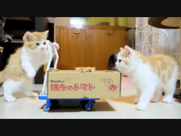 【マンチカン３兄妹】子猫をお届けにあがりました