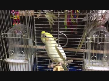 オカメインコと一緒にアレを吹いてみる