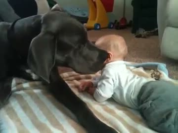 Huge Dog cuddles with baby (The Original)