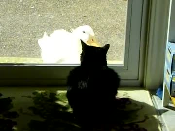 あのアヒルの子が大きくなってネコと同じくらいに成長しました【完結】