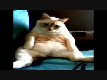 しゃっくりとおならを同時にする猫で人類滅亡.avi