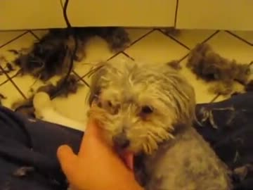 (∪´・ω・)→（∪＾ω＾）捨て犬保護シリーズ7