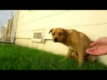 (∪´・ω・)→（∪＾ω＾）捨て犬保護シリーズ8