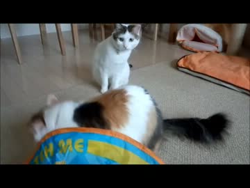 玩具のスイッチを切ると鳴いて抗議する猫