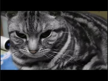 寝ぼけてる猫たん（∪＾ω＾）