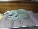 ウェブラジオ奏一郎の猫の棲む家　第二話