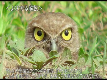 ゆっくり動物雑学「プレーリードッグの…」