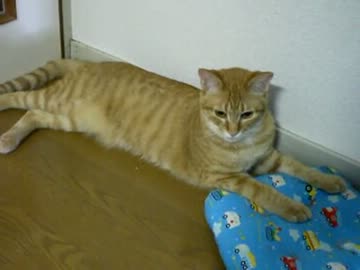 拾いねこ＠生後314/281 アコにょーん、月にょーん、愛してるよー