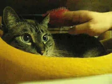 ジャンくんの冬毛をブラッシング　雑誌ねこのきもちの付録はスゴイ