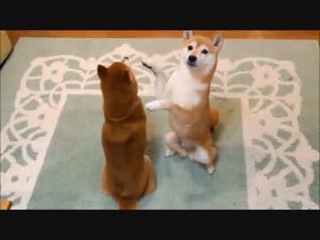 カメラに背を向けない柴犬いちご