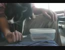 今年も注射に激怒する猫
