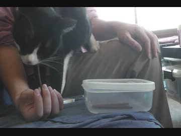 今年も注射に激怒する猫