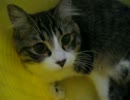 ３分キャット2013.05.18