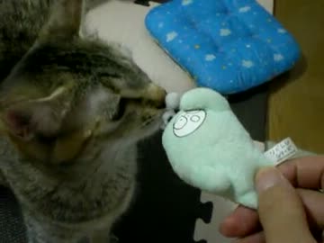 拾いねこ＠生後315/282 アコがどたばたするとやっぱり気になりますね