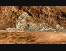 【初見】ハカハカしながらアフリカ実況 第38夜