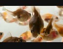 ピンポンパールの稚魚5月19日.out.mp4