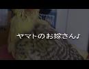 ヤマトのお嫁さん♪