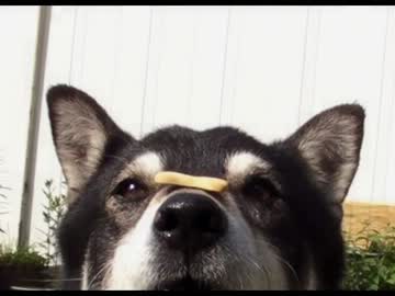 犬の鼻の上にいろいろのせてみた