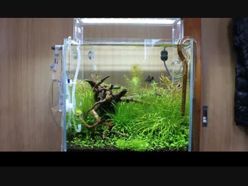 【アクアリウム】30C水槽立ち上げてみた【part4】