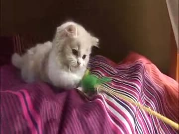 麻呂眉　まちかん