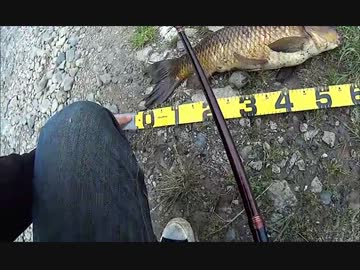 パンで鯉釣りやってみた