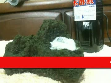 30cm水槽でキューバパールグラスの草原を目指して(リベンジ)part8