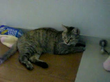 拾いねこ＠生後317/284日目　珍しくつきにょんがおとなしい